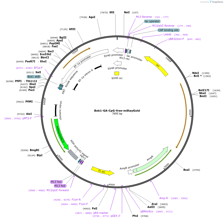 241386-plasmid-map-sequence-id-485705