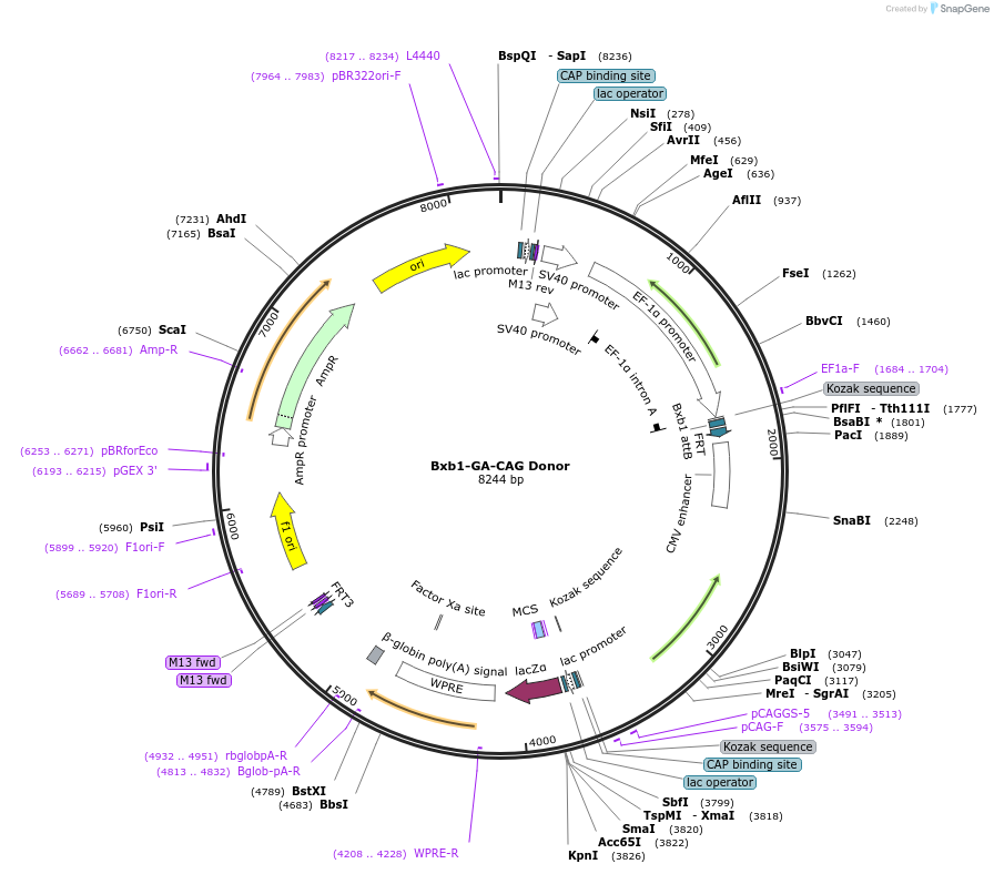 241374-plasmid-map-sequence-id-485736