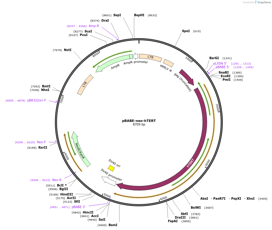 1774-plasmid-map-sequence-id-485793