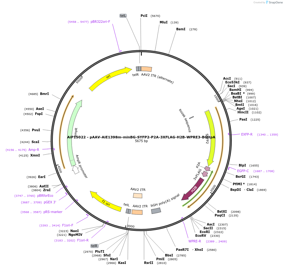 243314-plasmid-map-sequence-id-485876