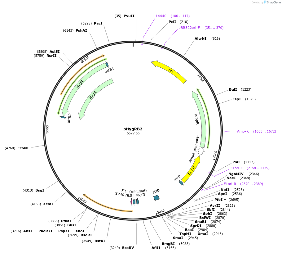 244897-plasmid-map-sequence-id-485986