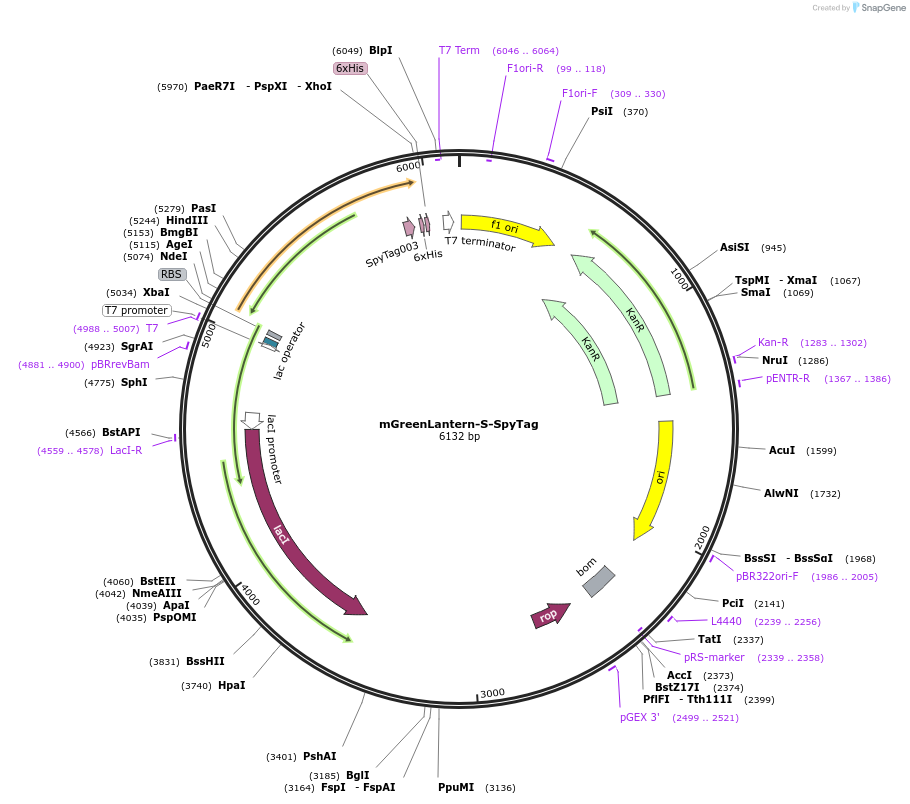 243770-plasmid-map-sequence-id-486036