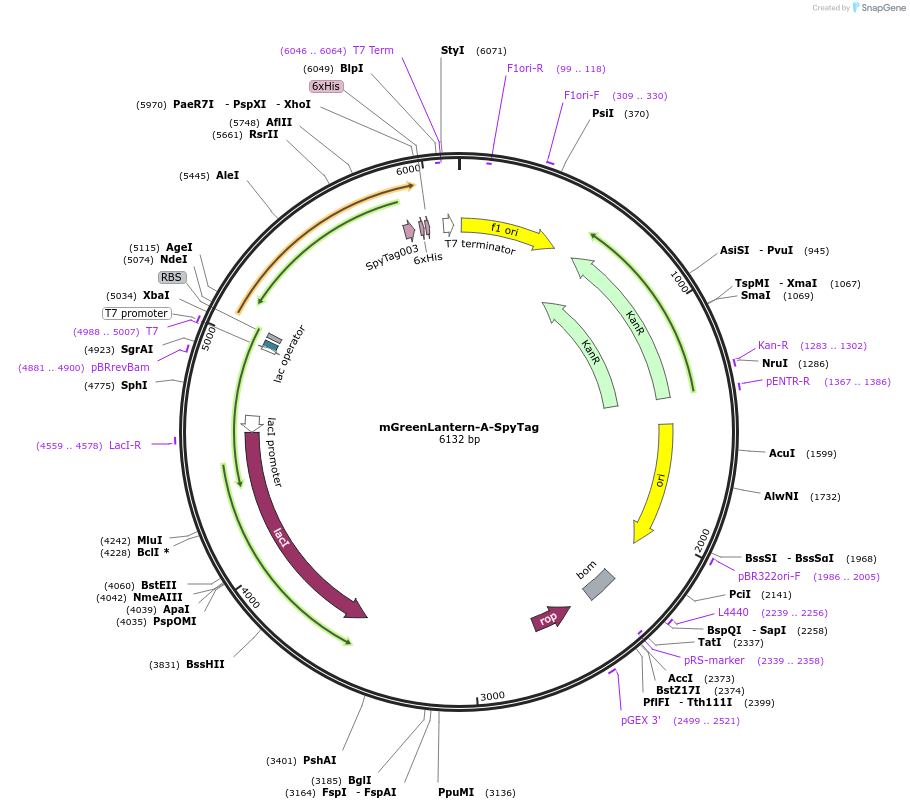 243769-plasmid-map-sequence-id-486037