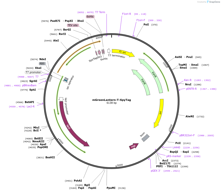 243771-plasmid-map-sequence-id-486038