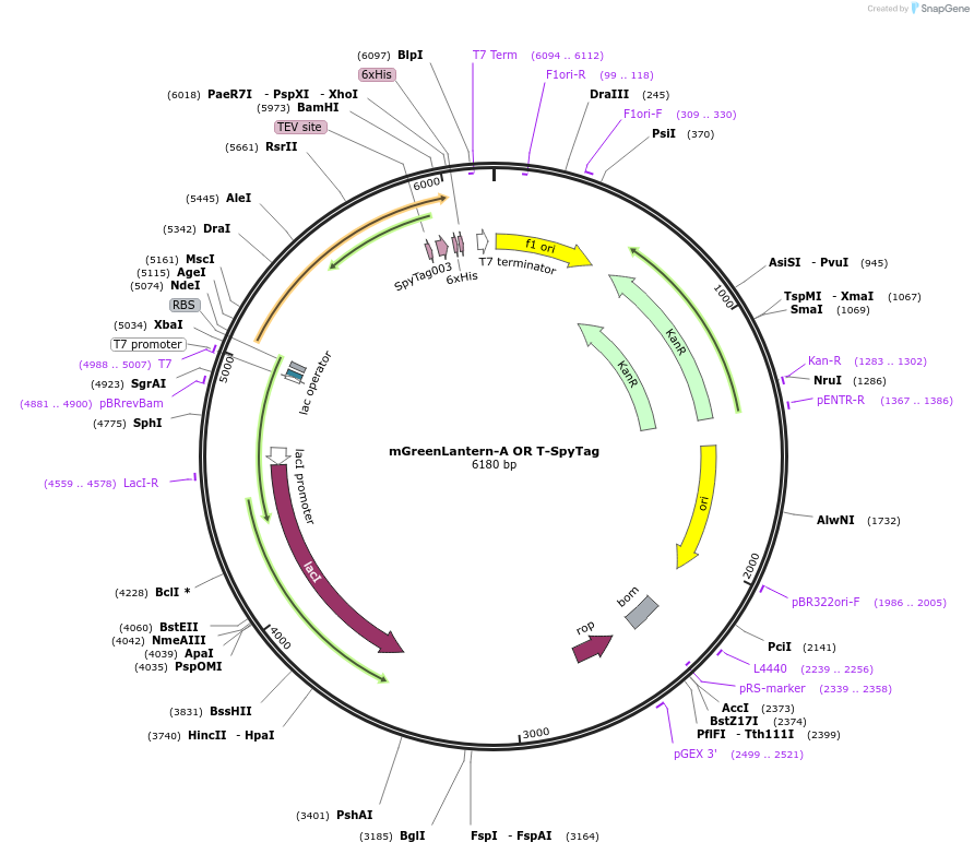 243773-plasmid-map-sequence-id-486039