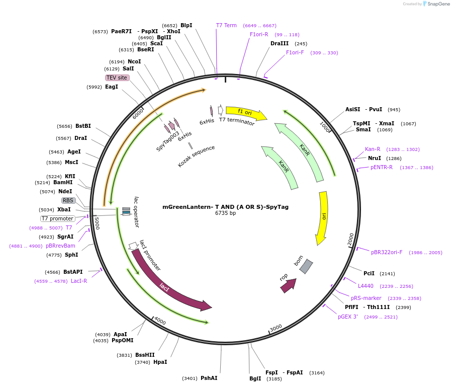 243780-plasmid-map-sequence-id-486043