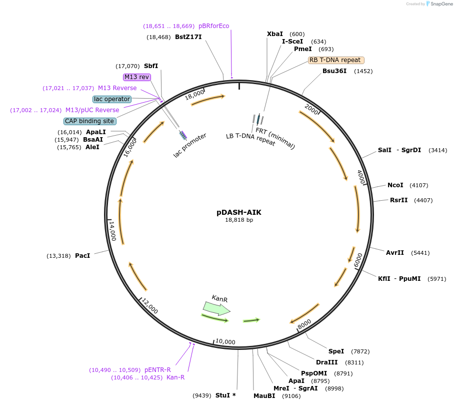 242525-plasmid-map-sequence-id-486046