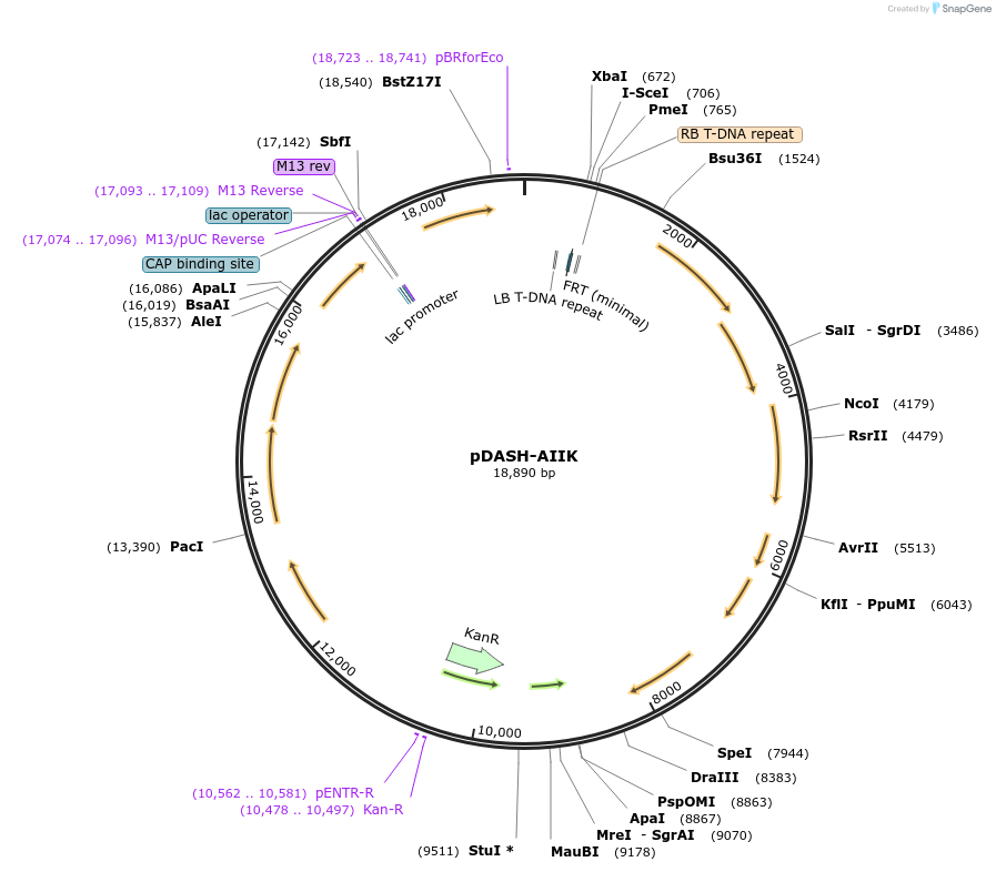 242526-plasmid-map-sequence-id-486047