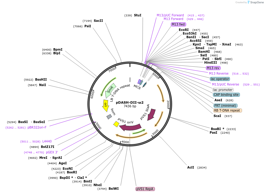 242518-plasmid-map-sequence-id-486052