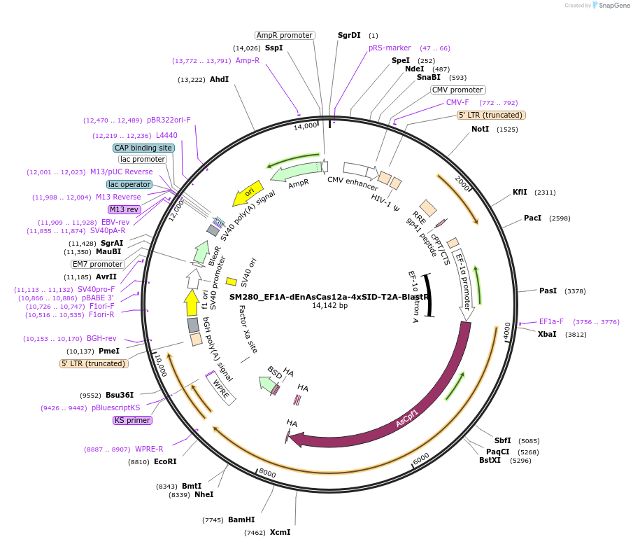 244215-plasmid-map-sequence-id-486060