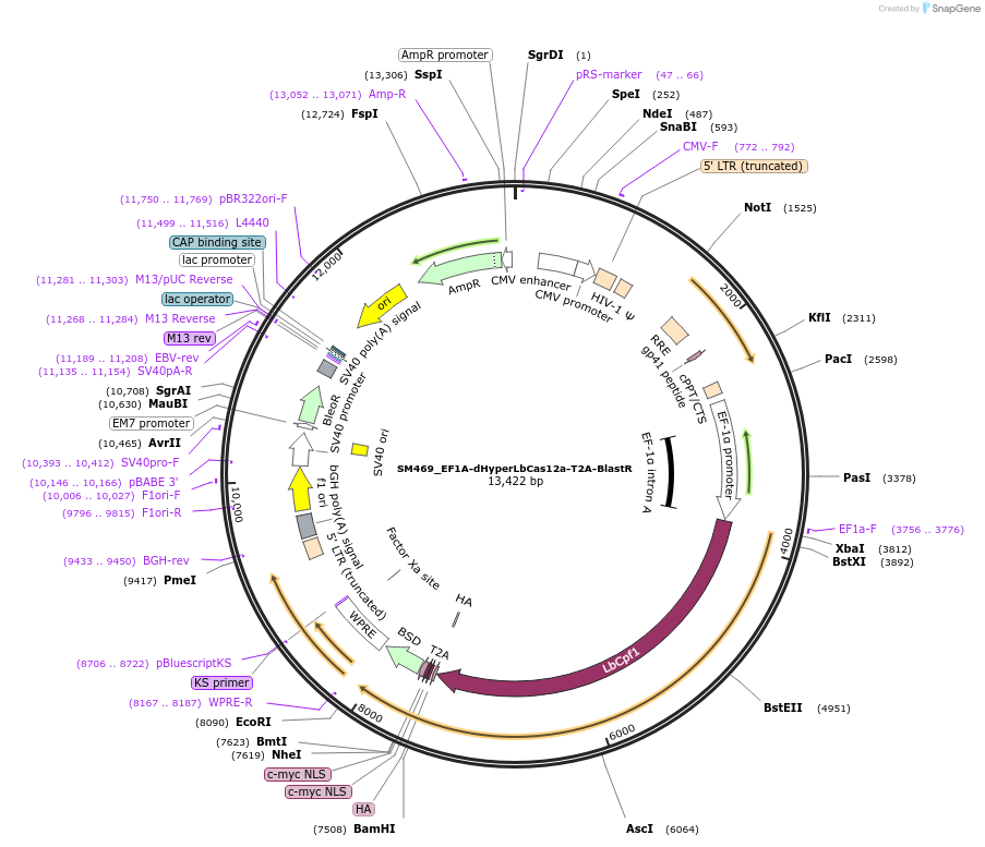 244221-plasmid-map-sequence-id-486062