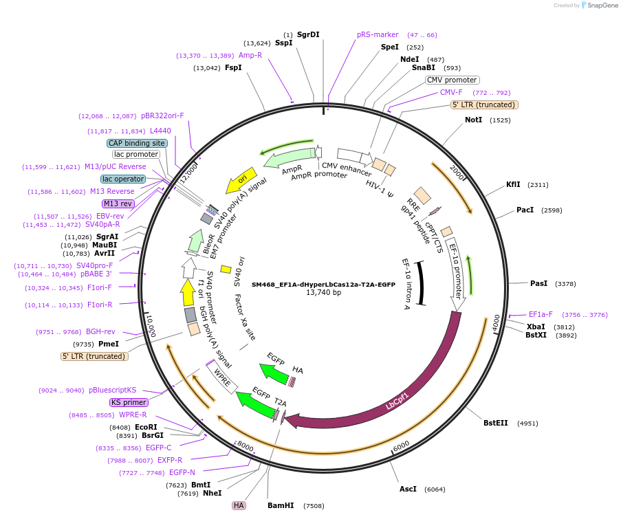 244220-plasmid-map-sequence-id-486063