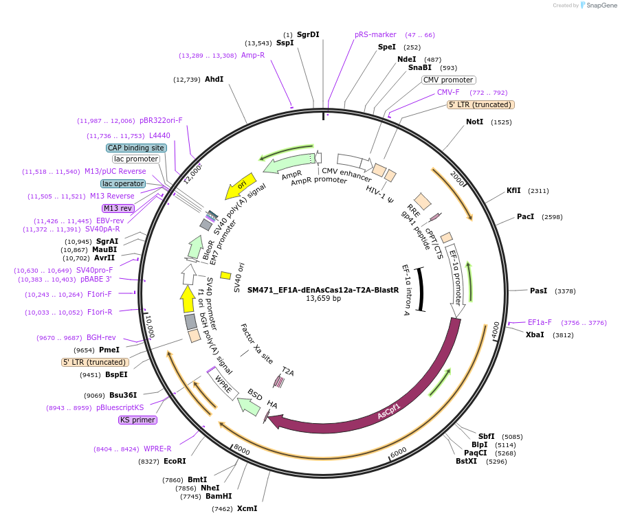 244223-plasmid-map-sequence-id-486064