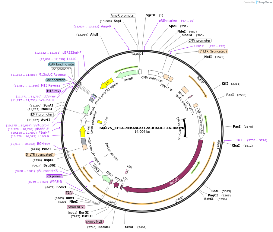 244213-plasmid-map-sequence-id-486067