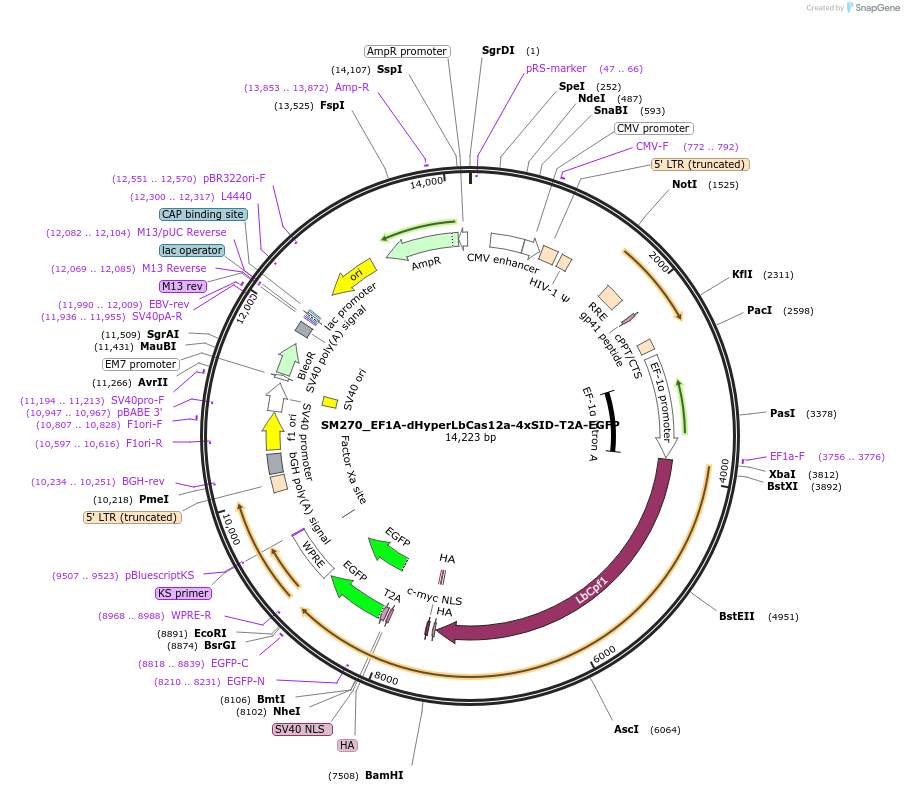 244208-plasmid-map-sequence-id-486072