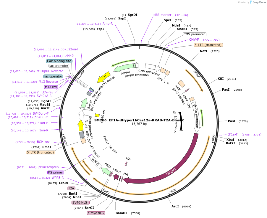 244205-plasmid-map-sequence-id-486073