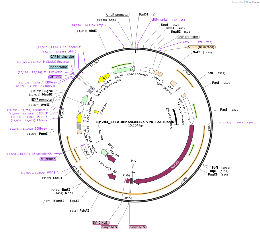 244219-plasmid-map-sequence-id-486074