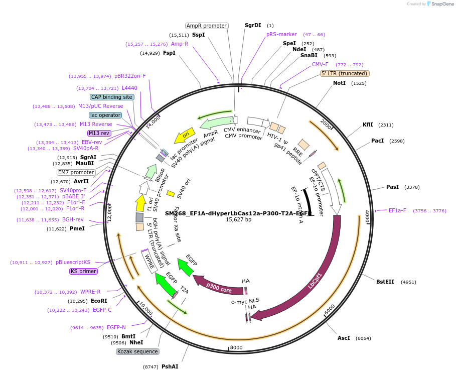 244206-plasmid-map-sequence-id-486076