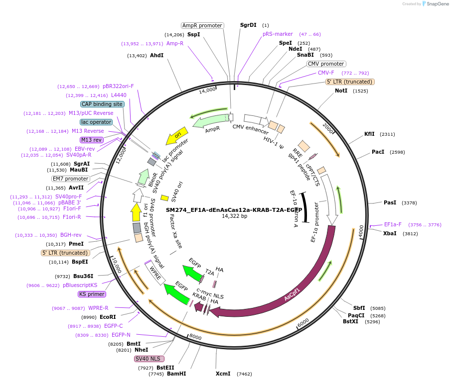 244212-plasmid-map-sequence-id-486077