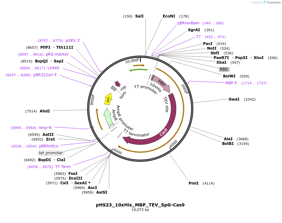 244826-plasmid-map-sequence-id-486080