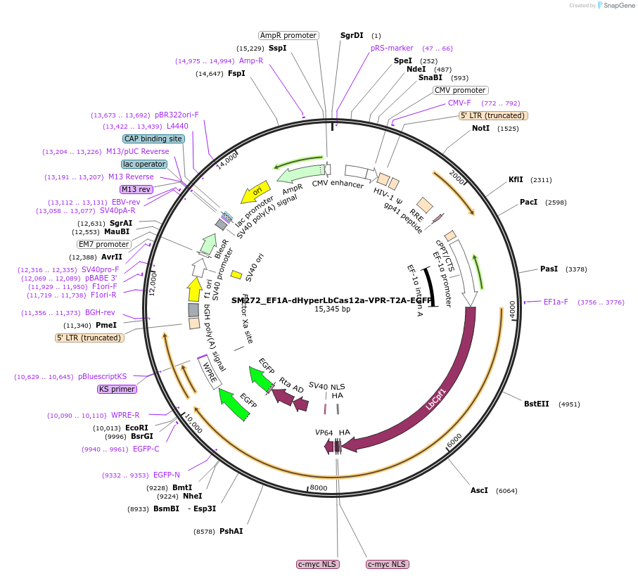 244210-plasmid-map-sequence-id-486083