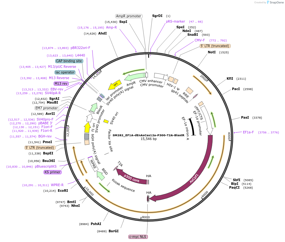 244217-plasmid-map-sequence-id-486084