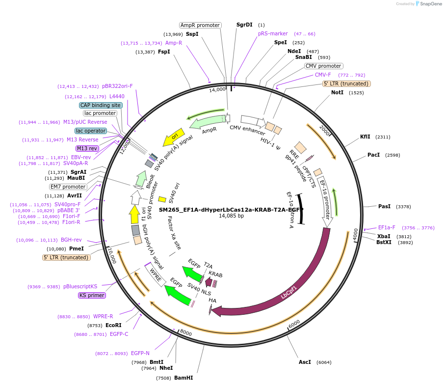 244204-plasmid-map-sequence-id-486085