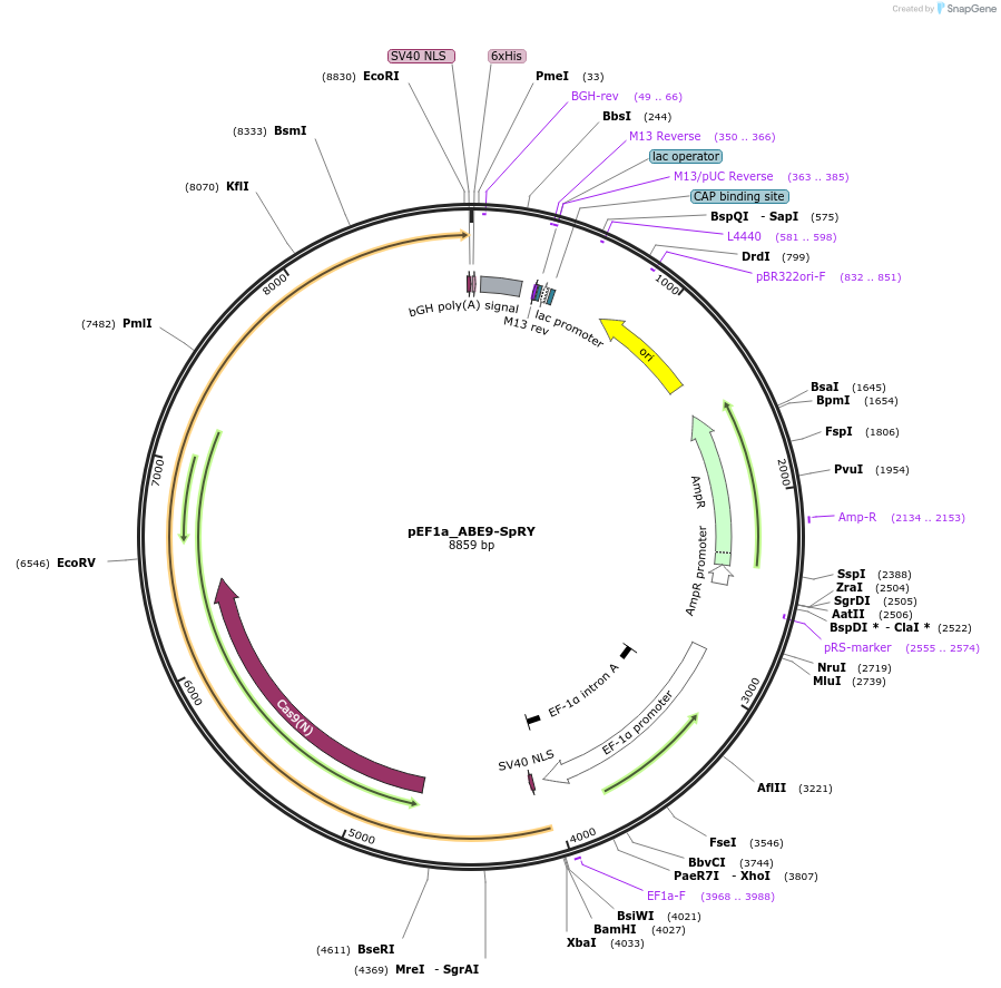 242977-plasmid-map-sequence-id-486096
