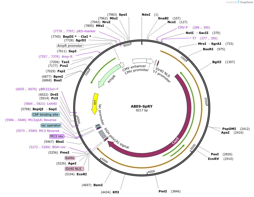 242976-plasmid-map-sequence-id-486100