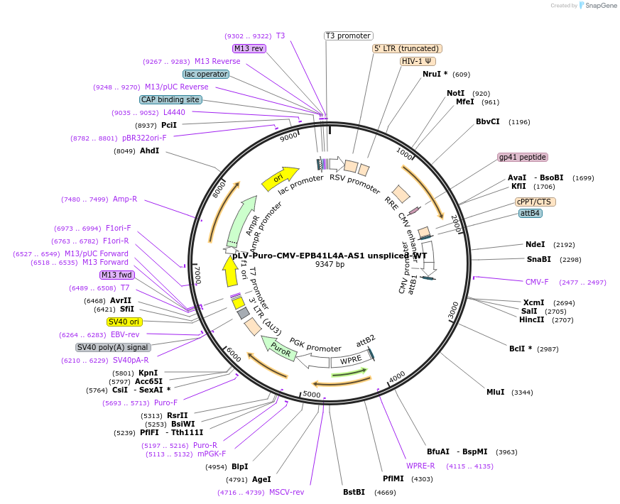 242749-plasmid-map-sequence-id-486109