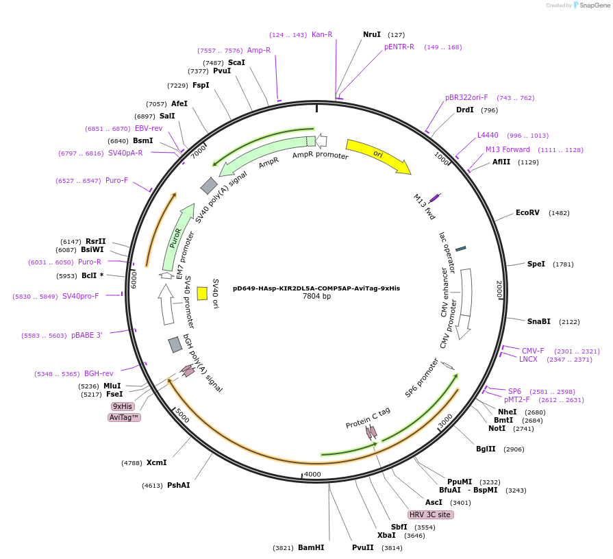 157207-plasmid-map-sequence-id-486120