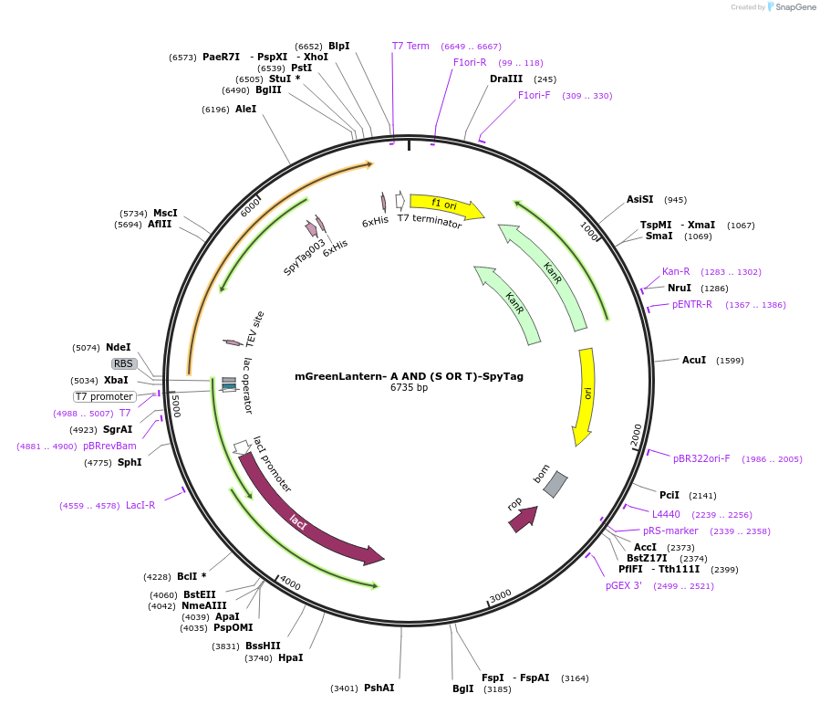 243778-plasmid-map-sequence-id-486141