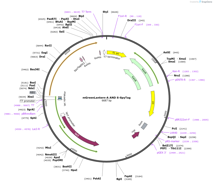 243775-plasmid-map-sequence-id-486143