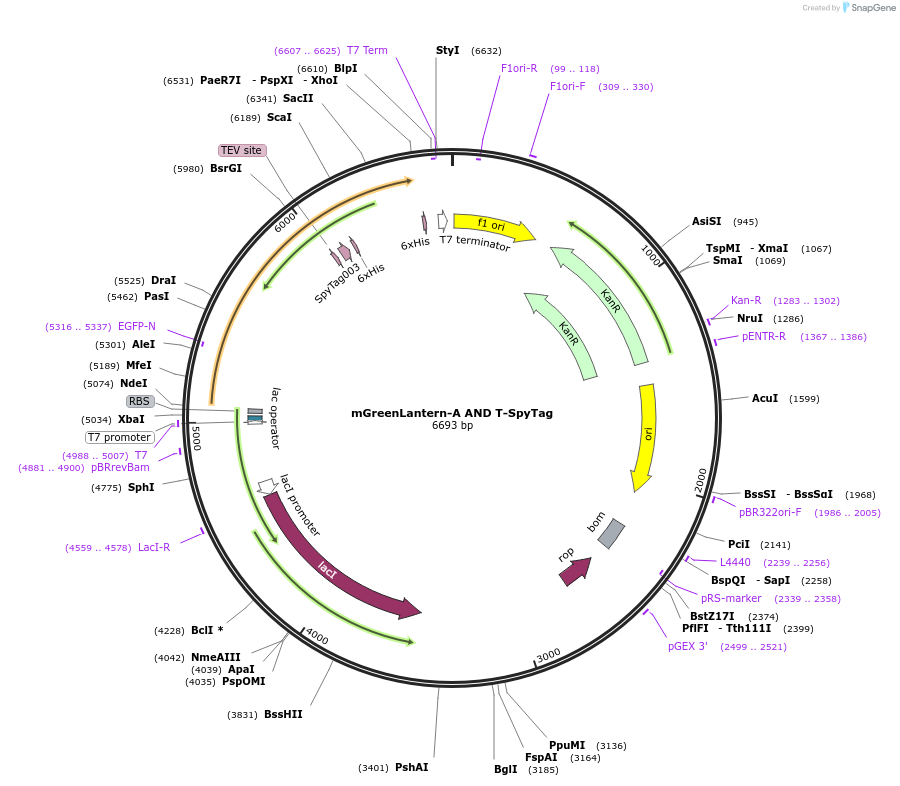 243776-plasmid-map-sequence-id-486145