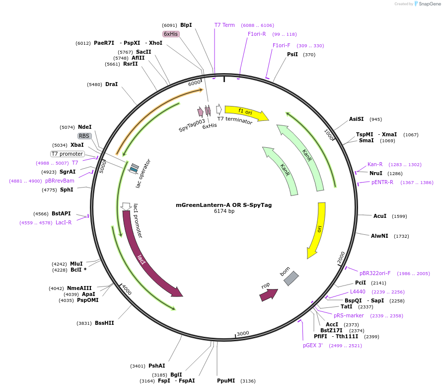 243772-plasmid-map-sequence-id-486146