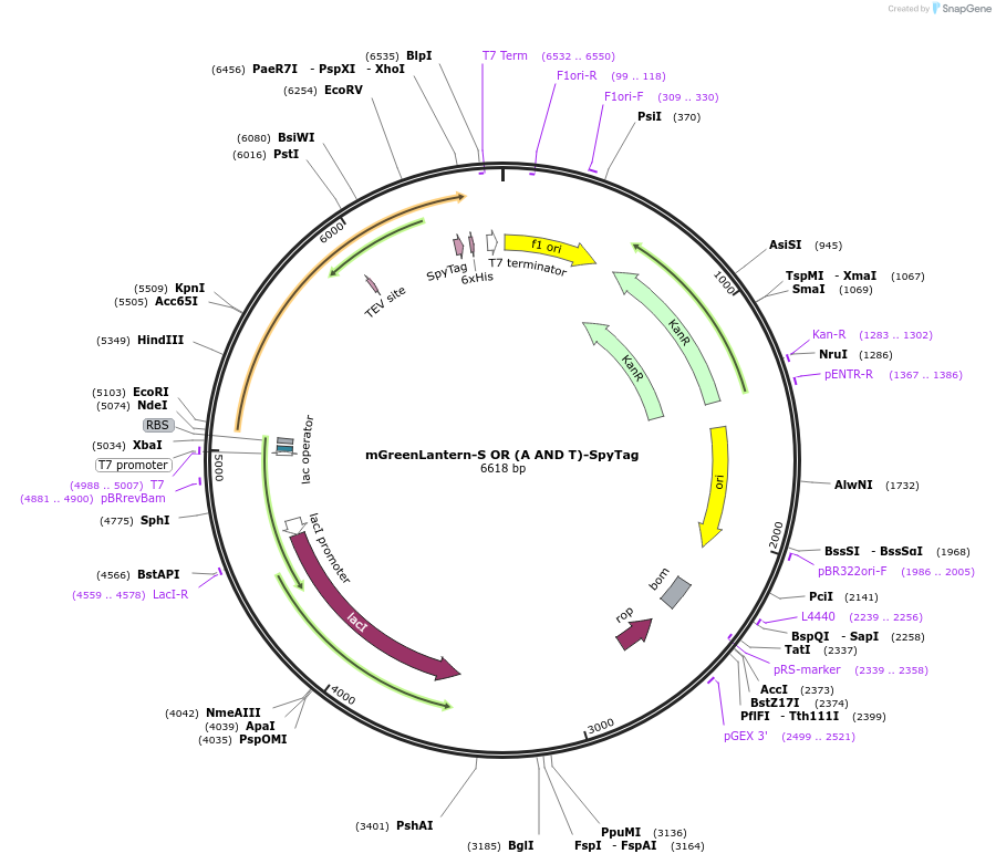 243782-plasmid-map-sequence-id-486148