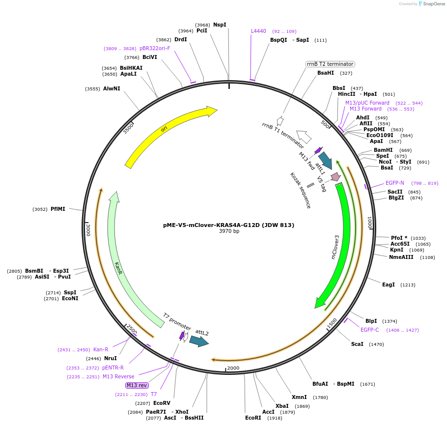 242567-plasmid-map-sequence-id-486153