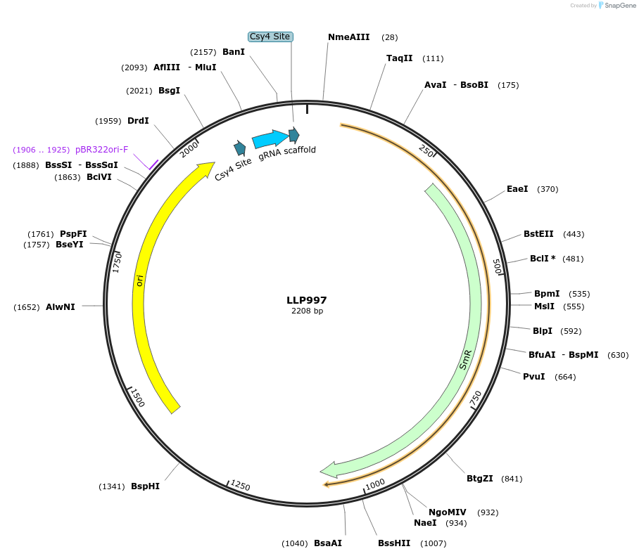 239919-plasmid-map-sequence-id-486314