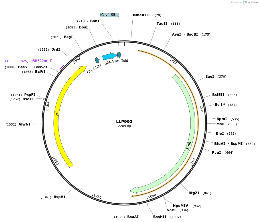 239915-plasmid-map-sequence-id-486327