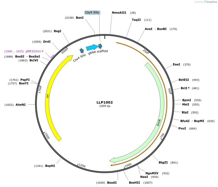 239924-plasmid-map-sequence-id-486330