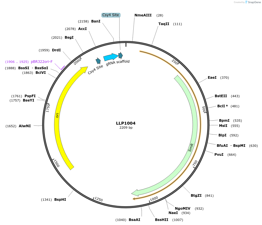 239926-plasmid-map-sequence-id-486331
