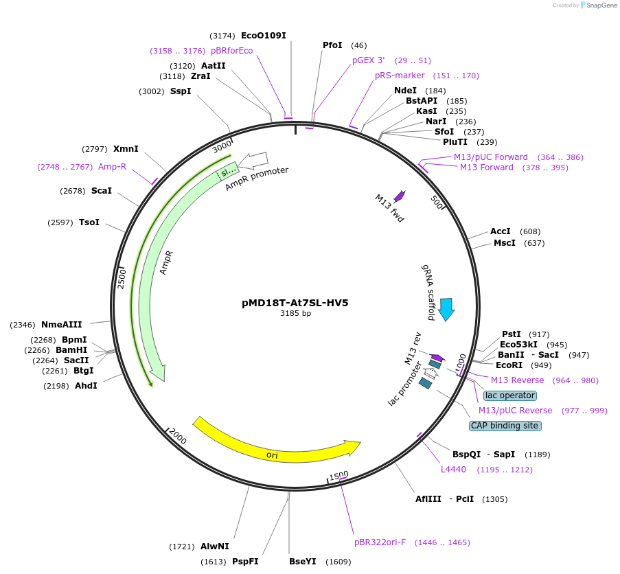 239478-plasmid-map-sequence-id-486346