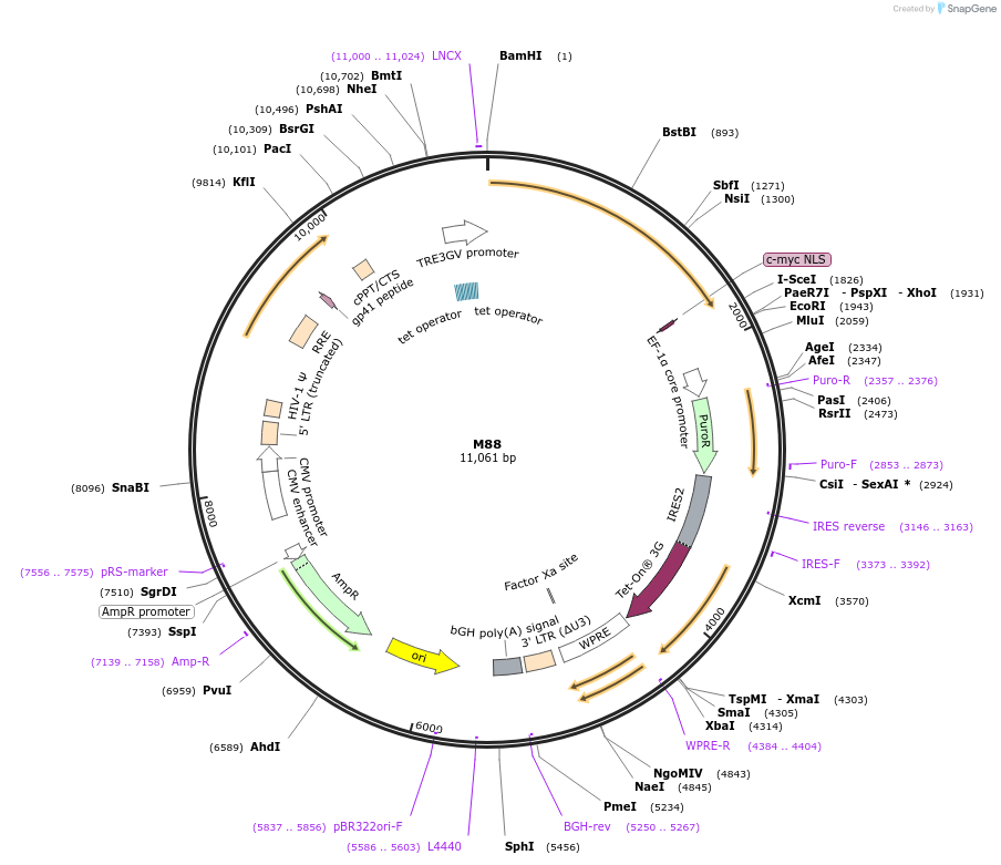 242634-plasmid-map-sequence-id-486373