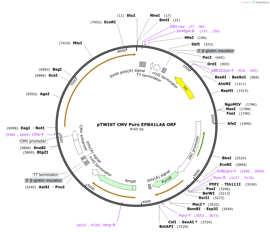 242647-plasmid-map-sequence-id-486391