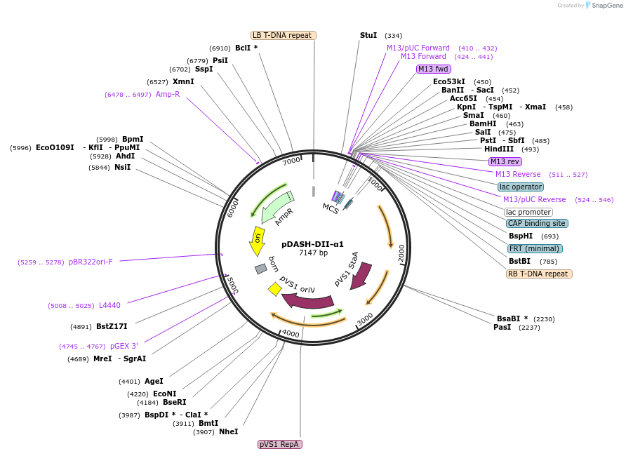 242515-plasmid-map-sequence-id-486417