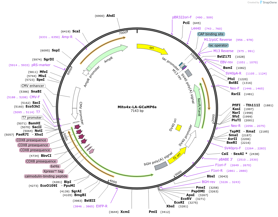 243810-plasmid-map-sequence-id-486422