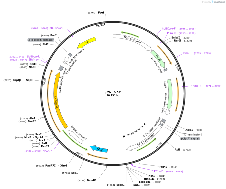 245367-plasmid-map-sequence-id-486426