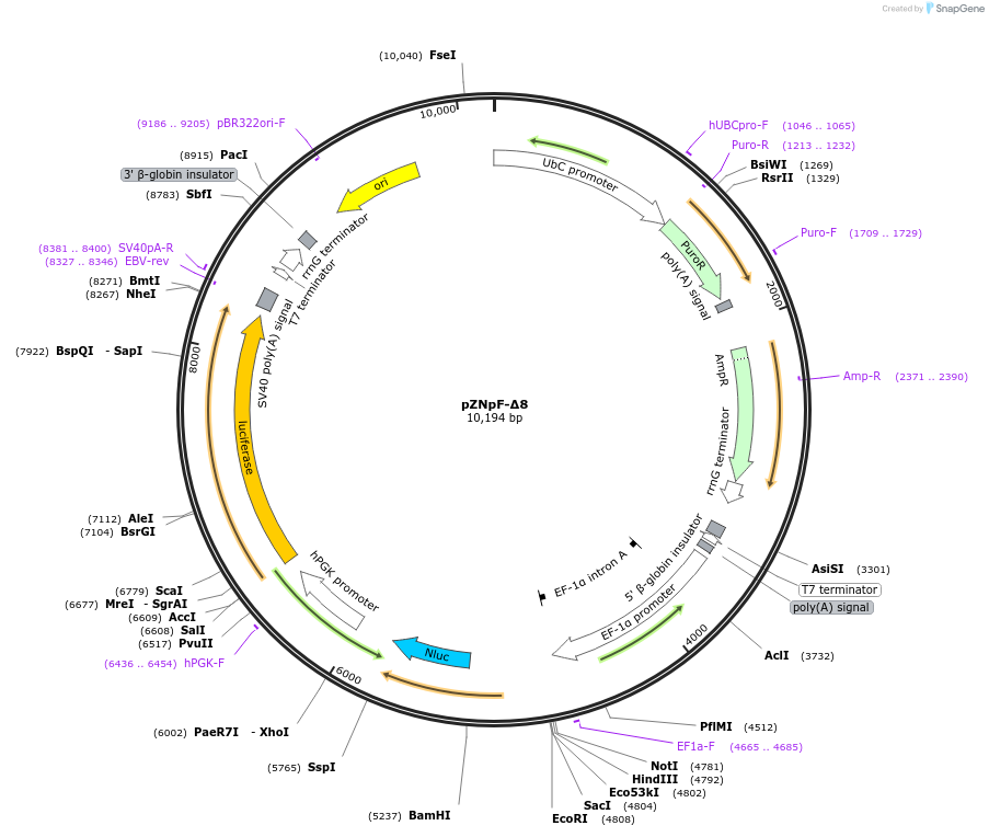 245368-plasmid-map-sequence-id-486427