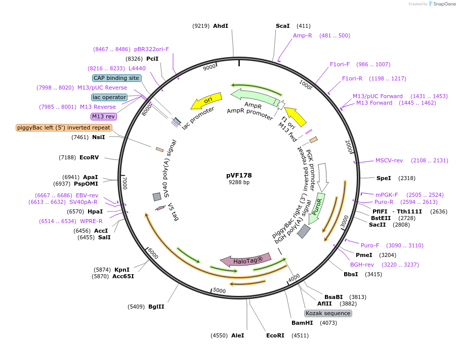 240180-plasmid-map-sequence-id-486442