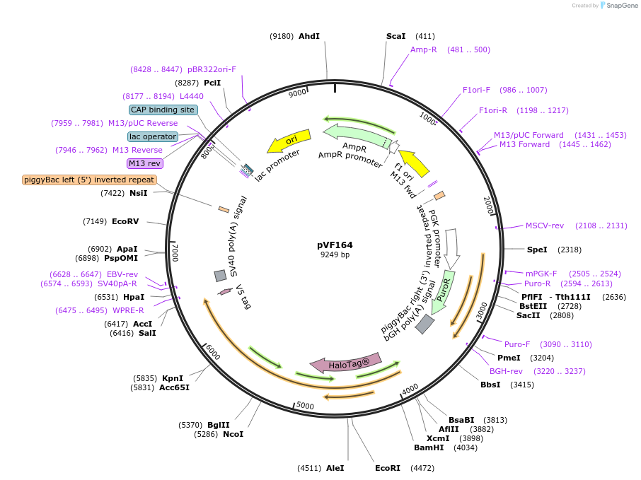 240175-plasmid-map-sequence-id-486447